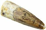 Fossil Spinosaurus Tooth - Real Dinosaur Tooth #312898-1